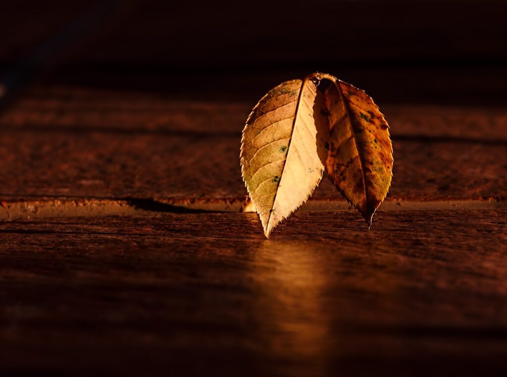 leaf, autumn, wood-409258.jpg